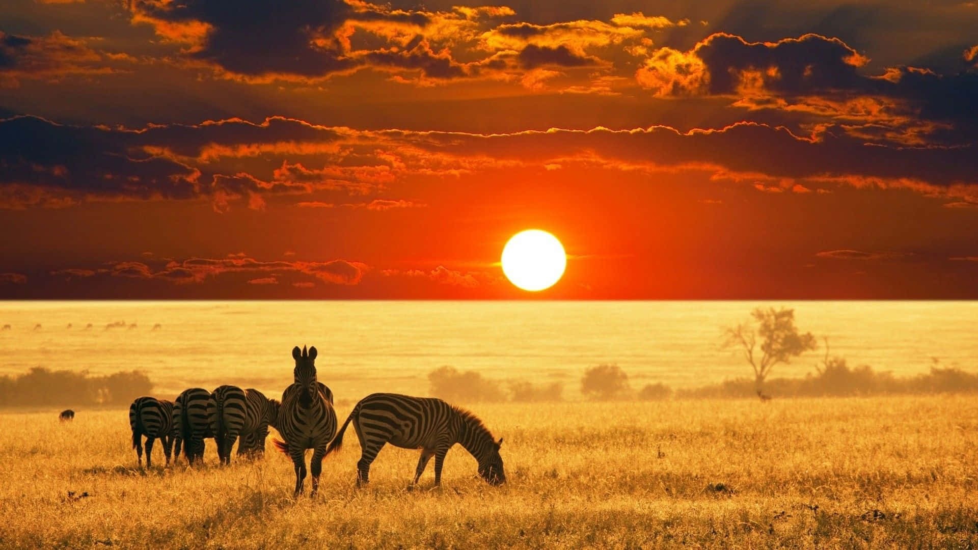 Tanzania-Golden-Hour-Wildlife.jpg